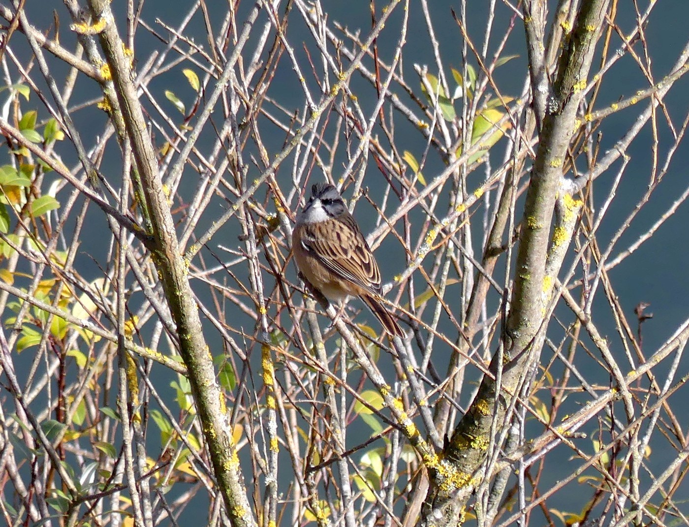 Rock Bunting