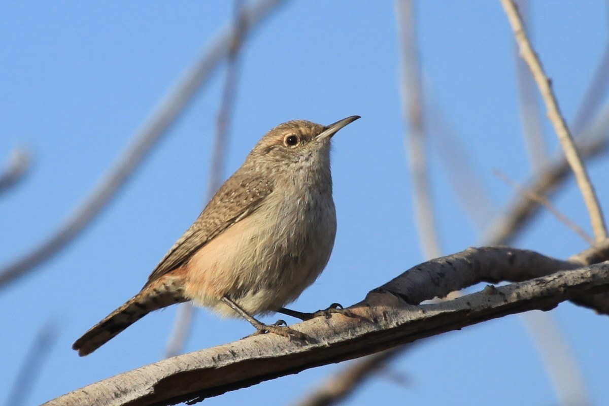 Rock Wren
