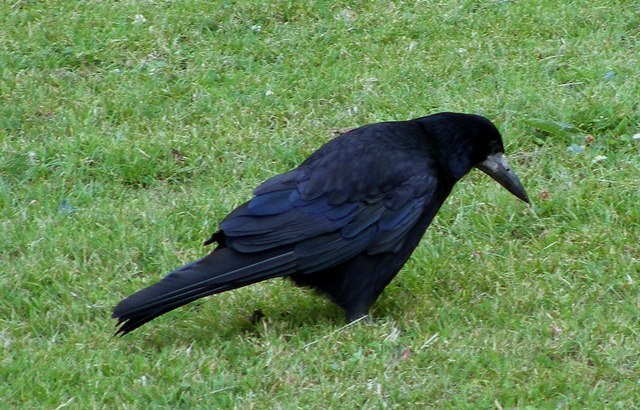 Rook
