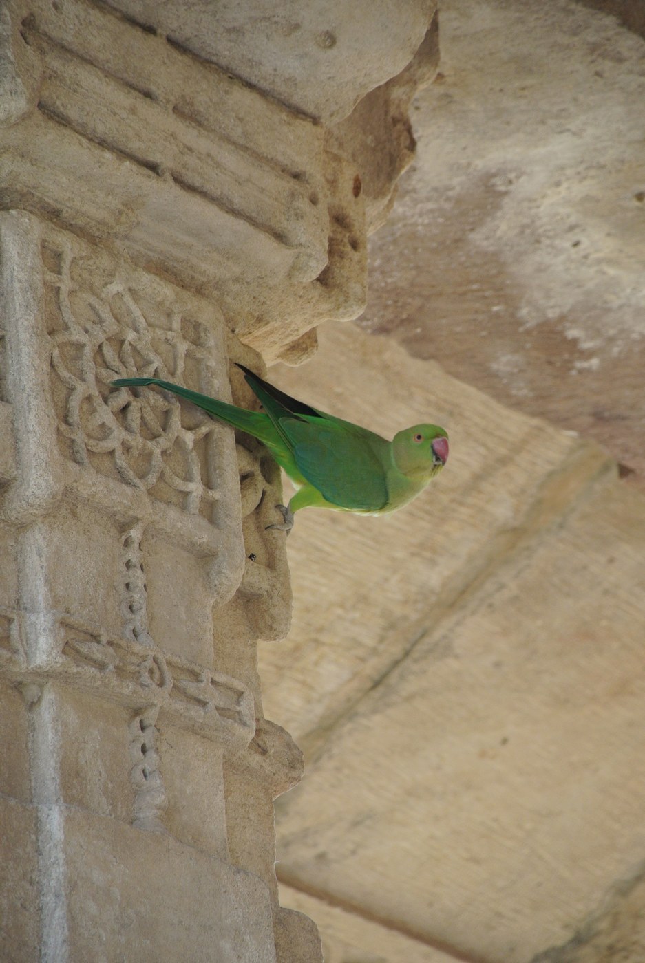 Rose-ringed Parakeet