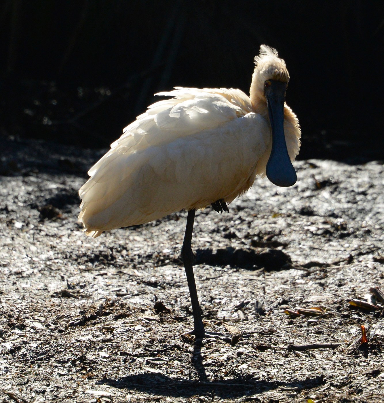 Royal Spoonbill