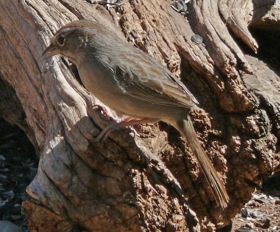 Rufous-crowned Sparrow