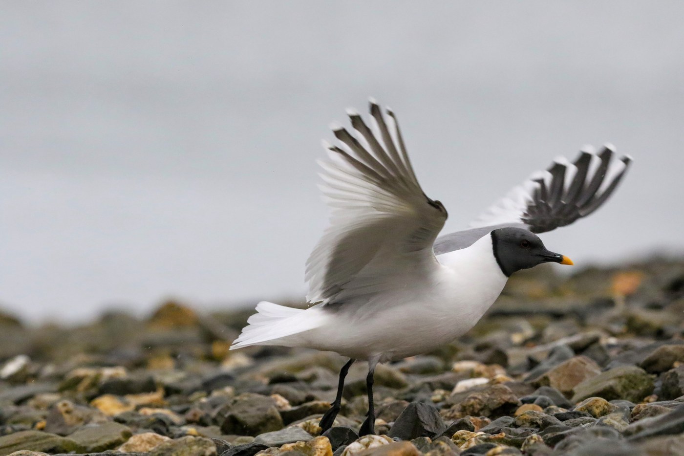 Sabine's Gull