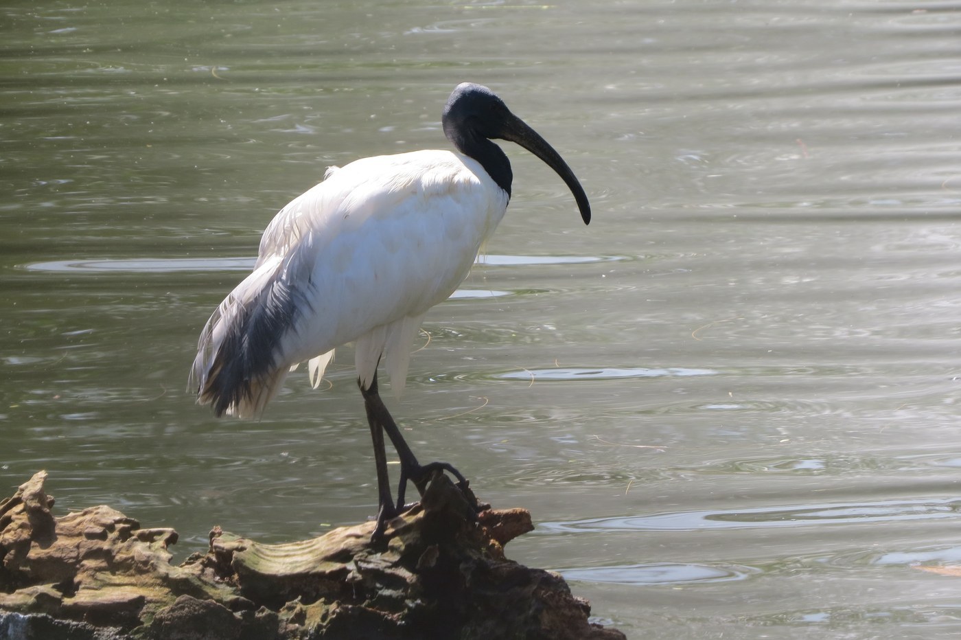 African Sacred Ibis