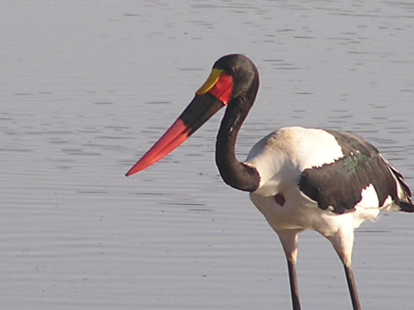 Saddle-billed Stork