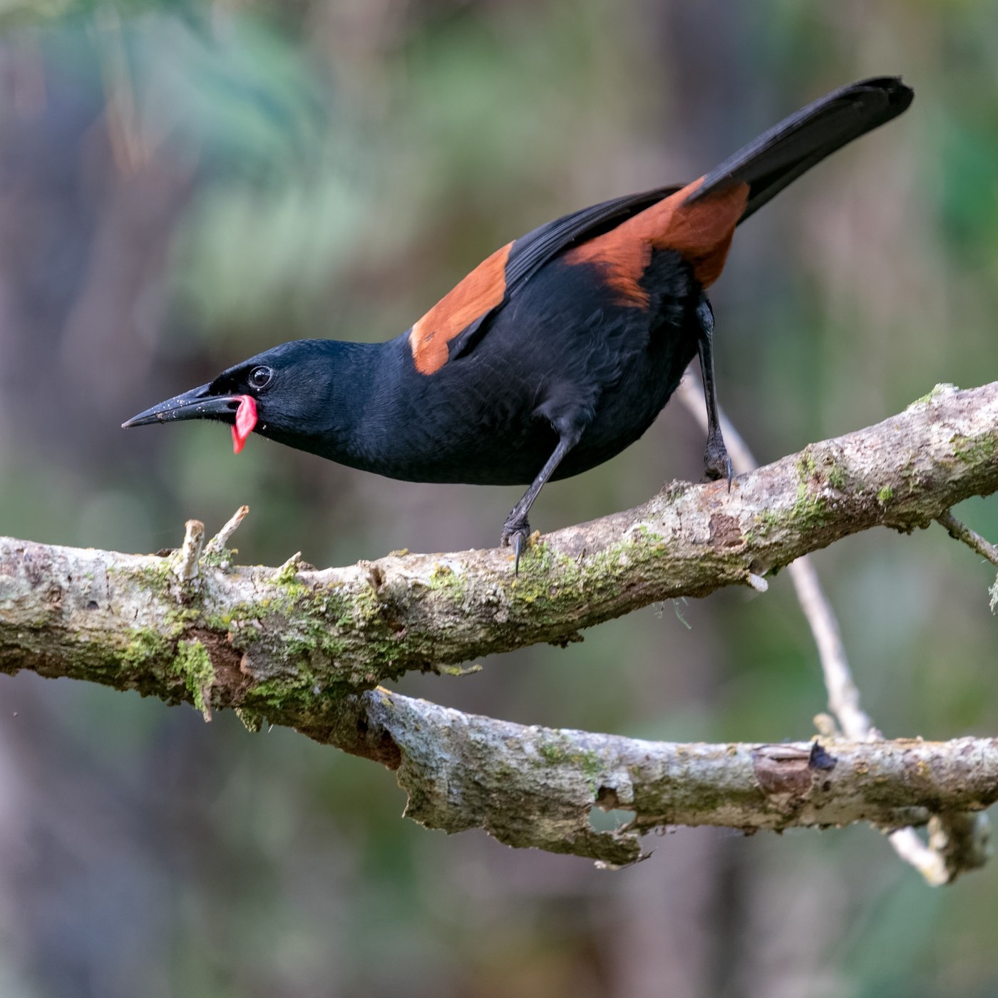 Saddleback