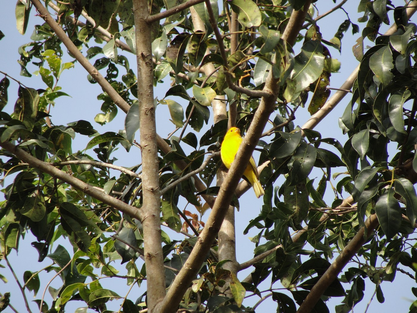 Saffron Finch