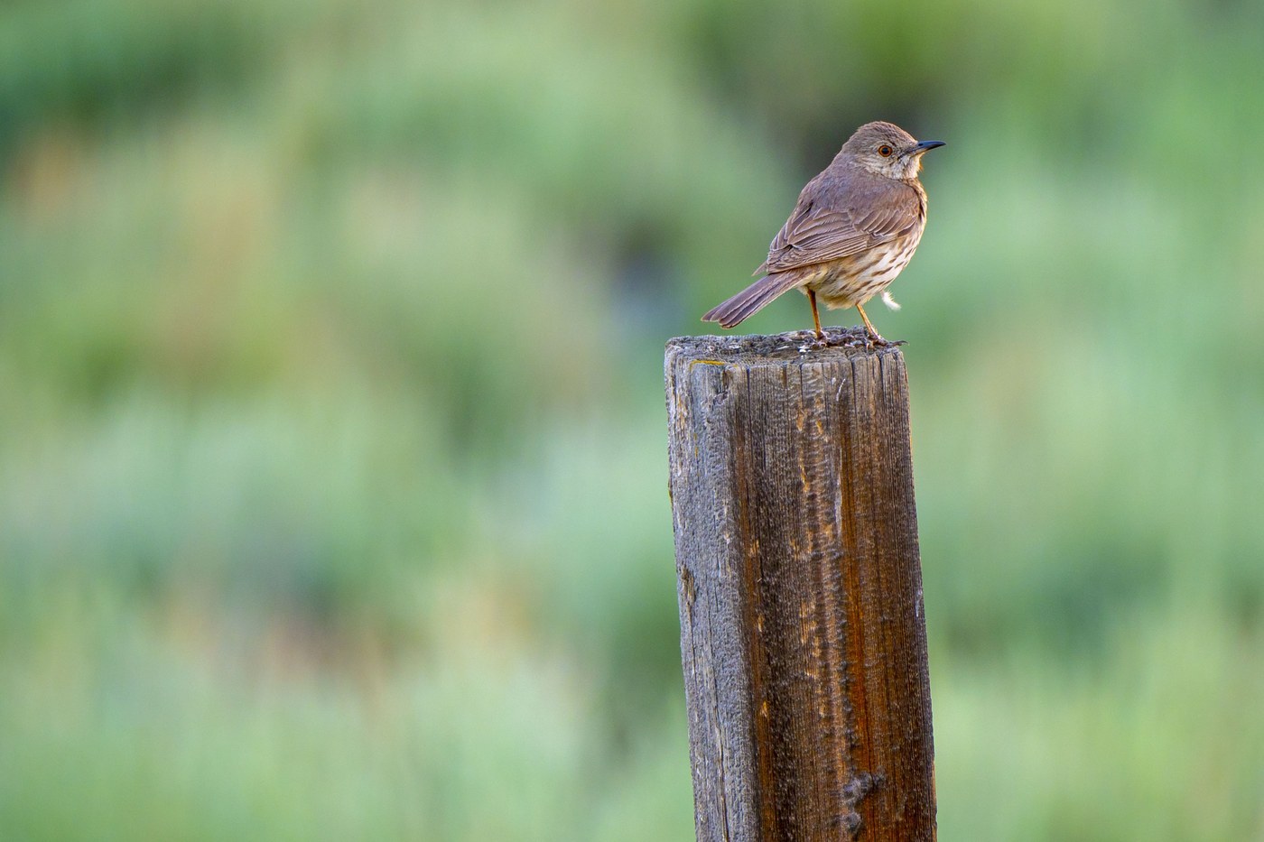 Sage Thrasher