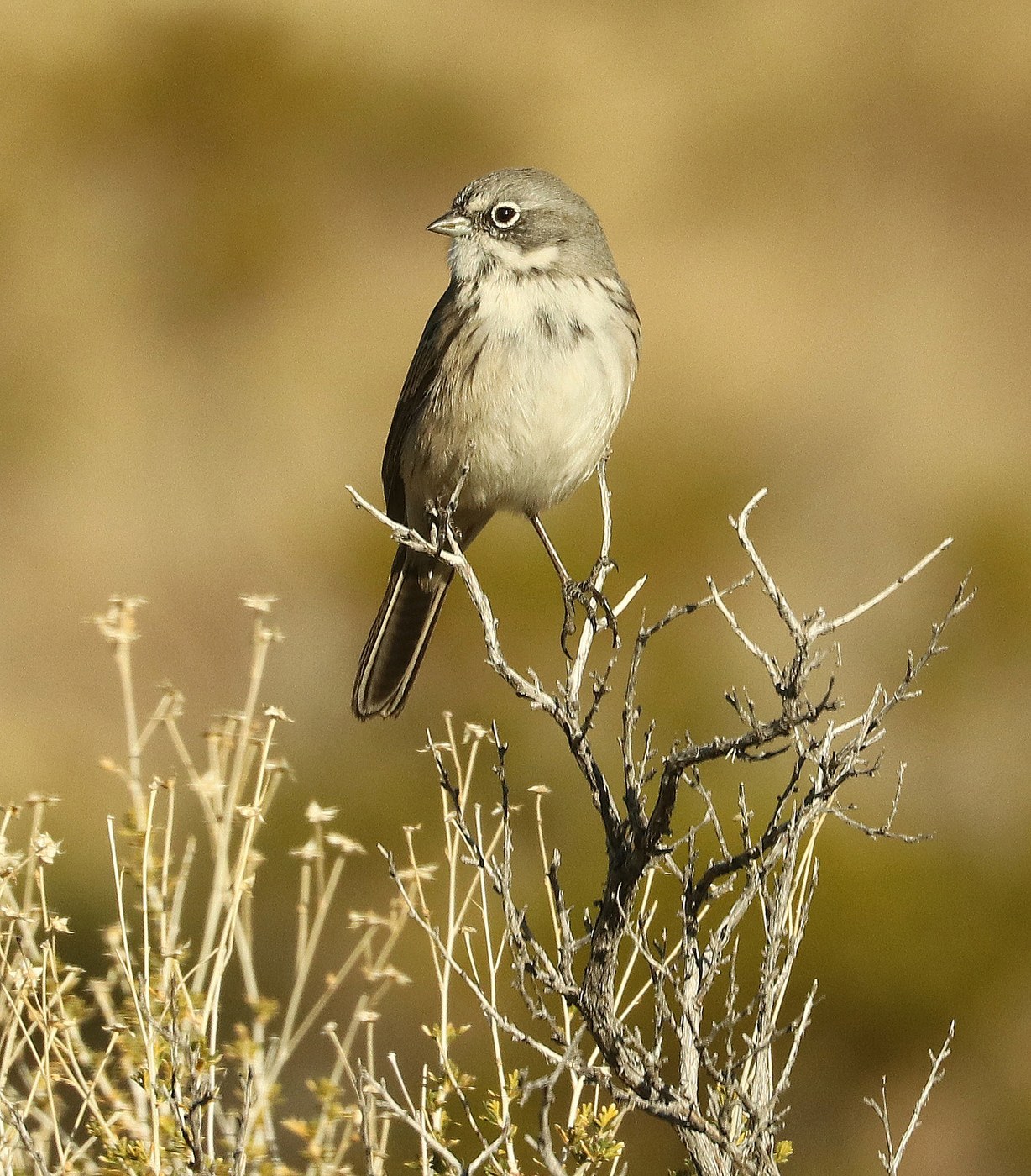 Sagebrush Sparrow