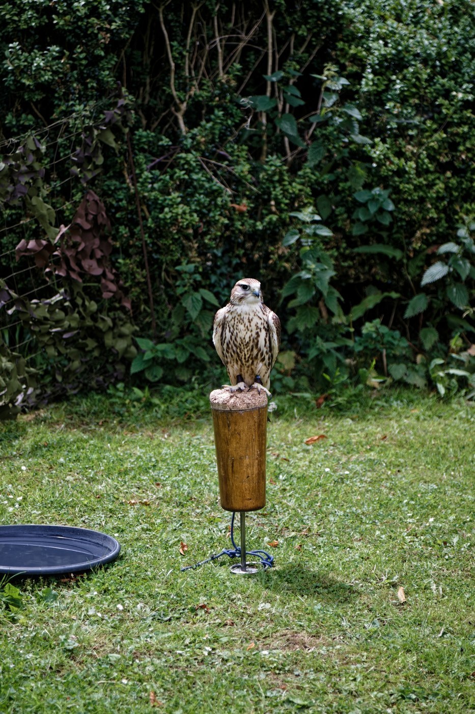 Saker Falcon