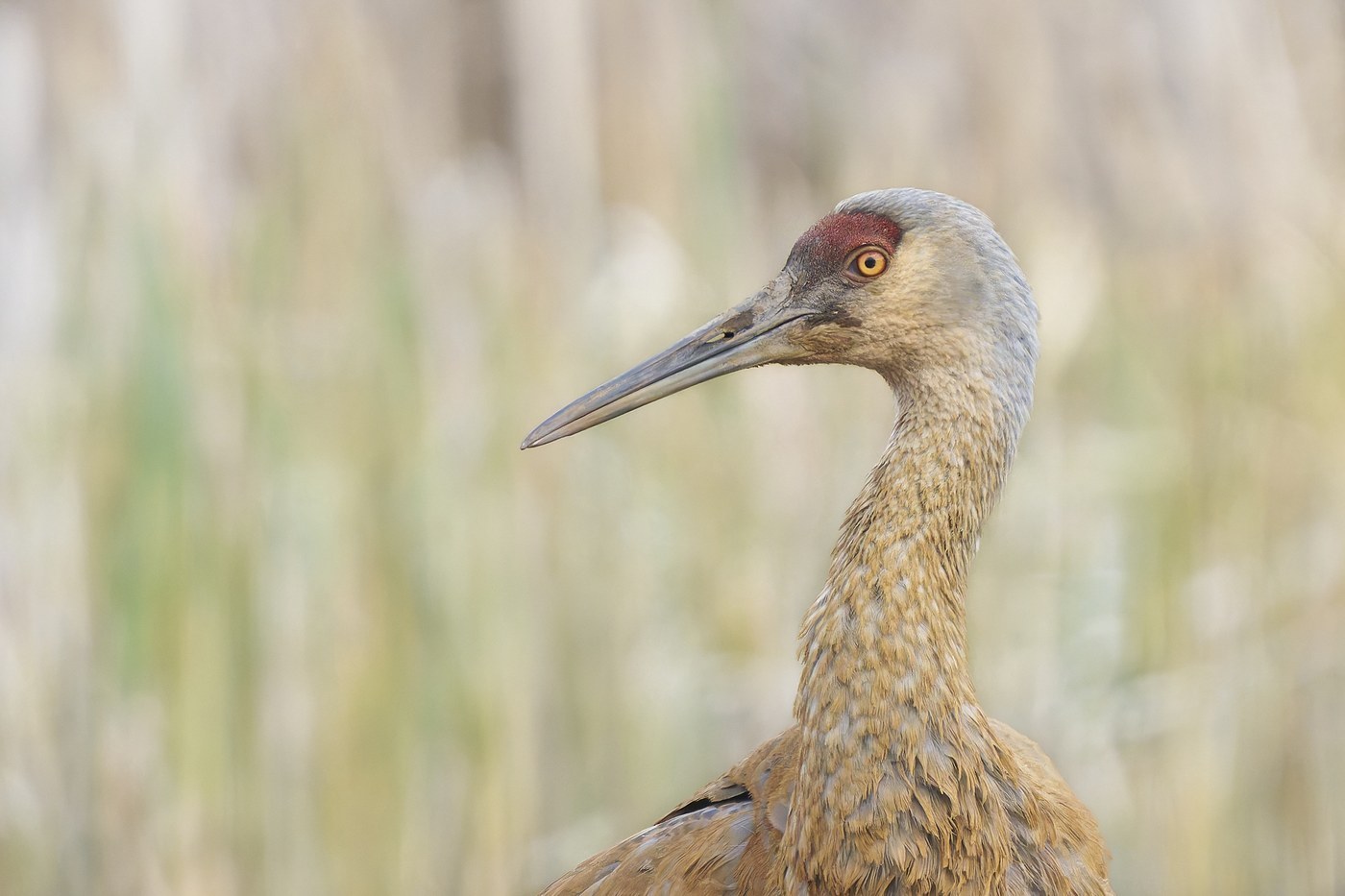 Sandhill Crane