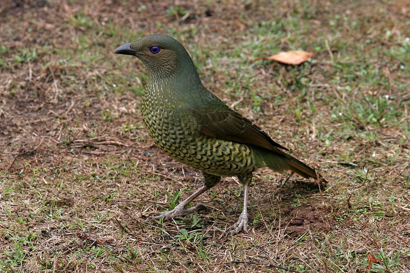 Satin Bowerbird