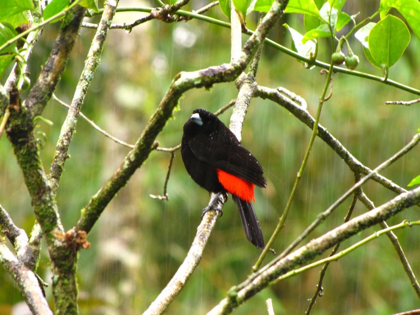 Passerini's Tanager