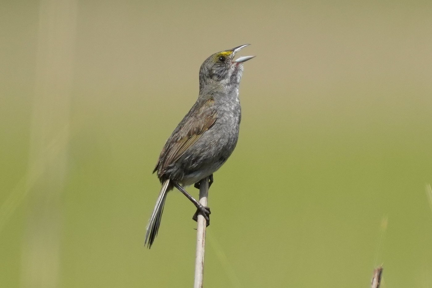Seaside Sparrow