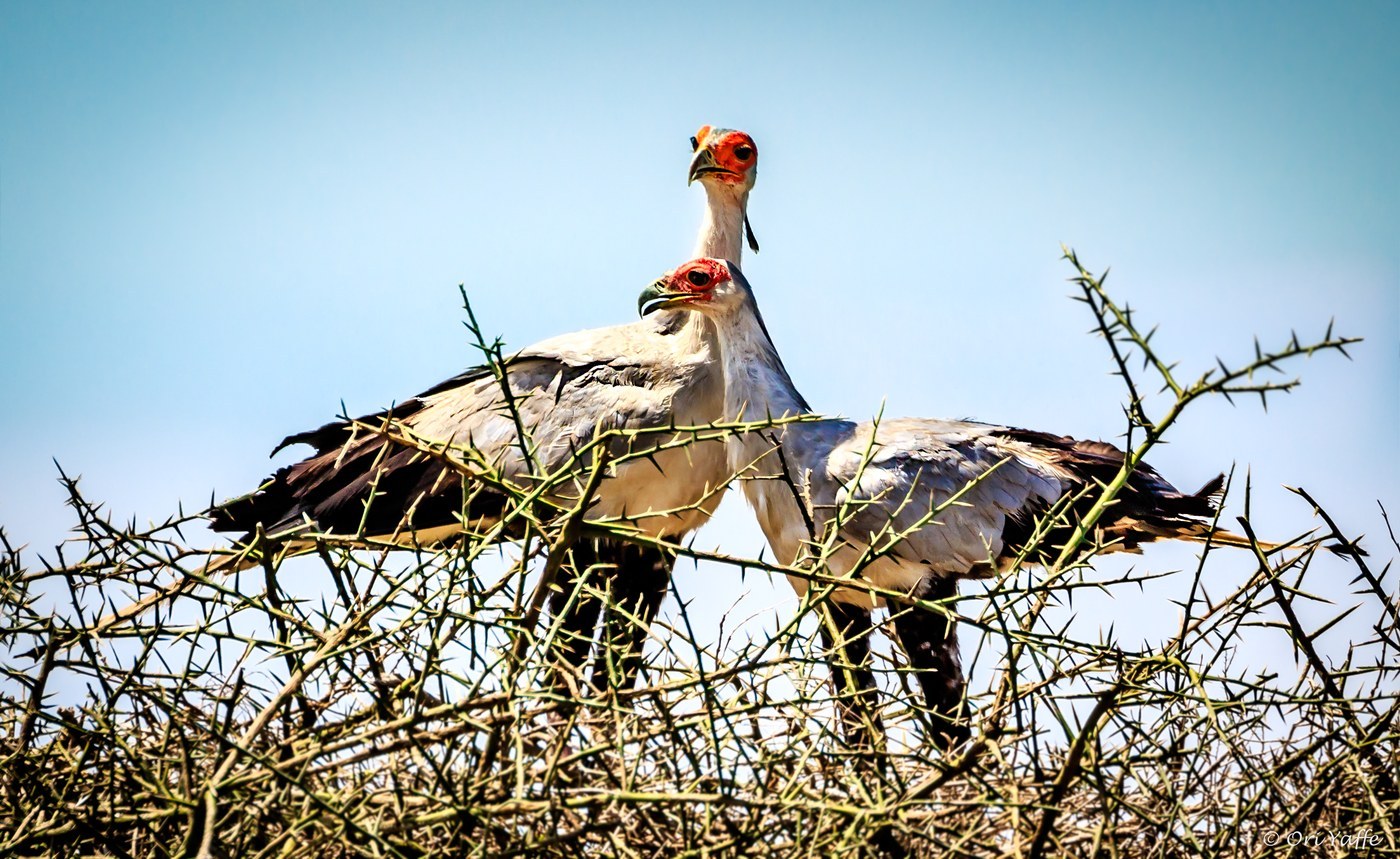 Secretarybird