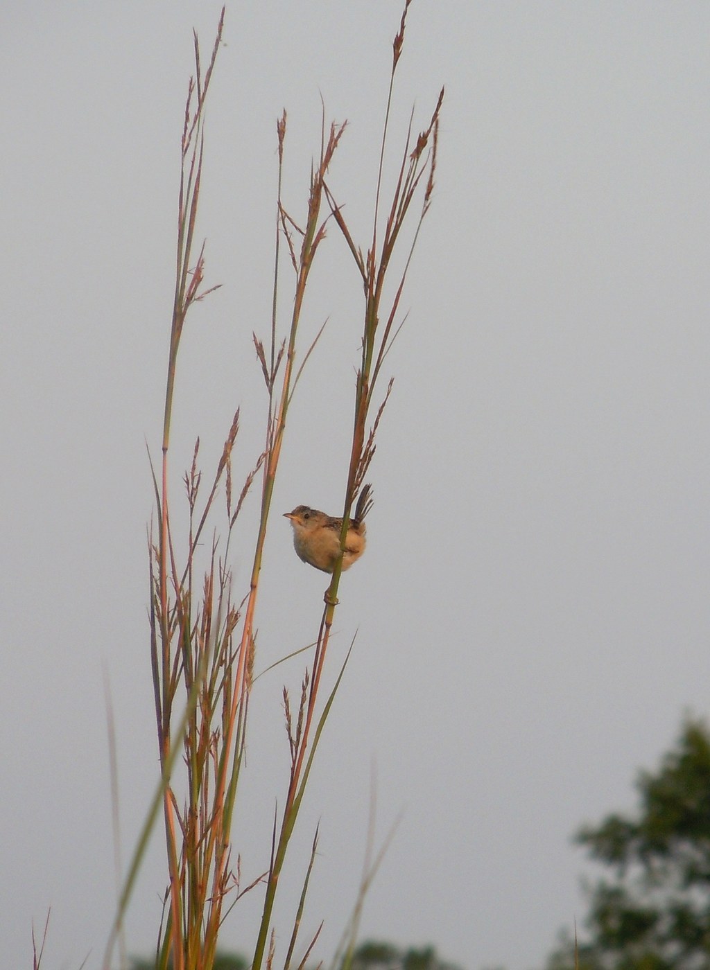 Sedge Wren