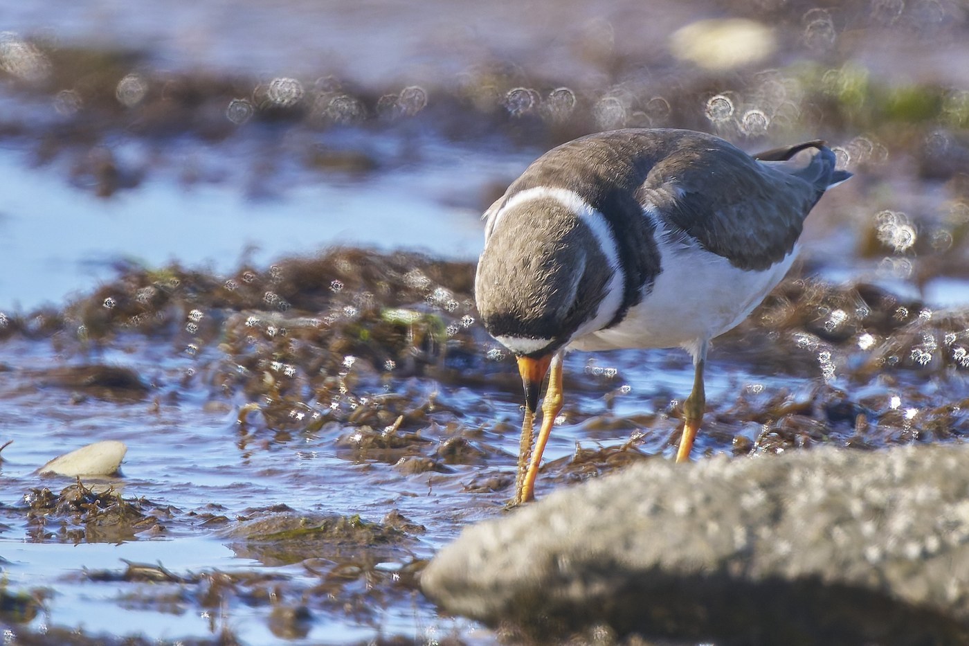 Semipalmated Plover