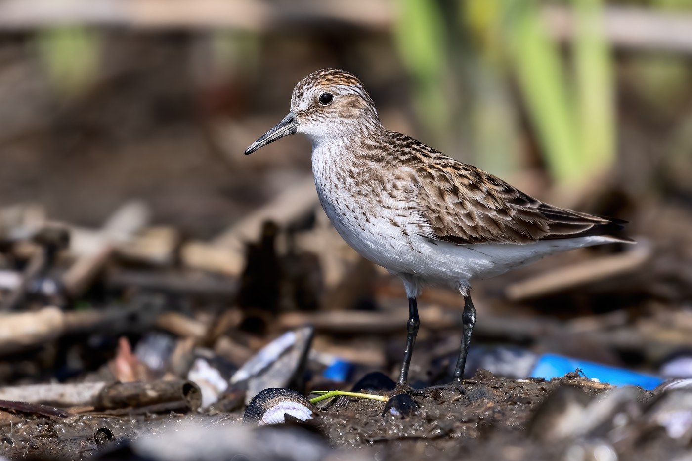 Semipalmated Sandpiper