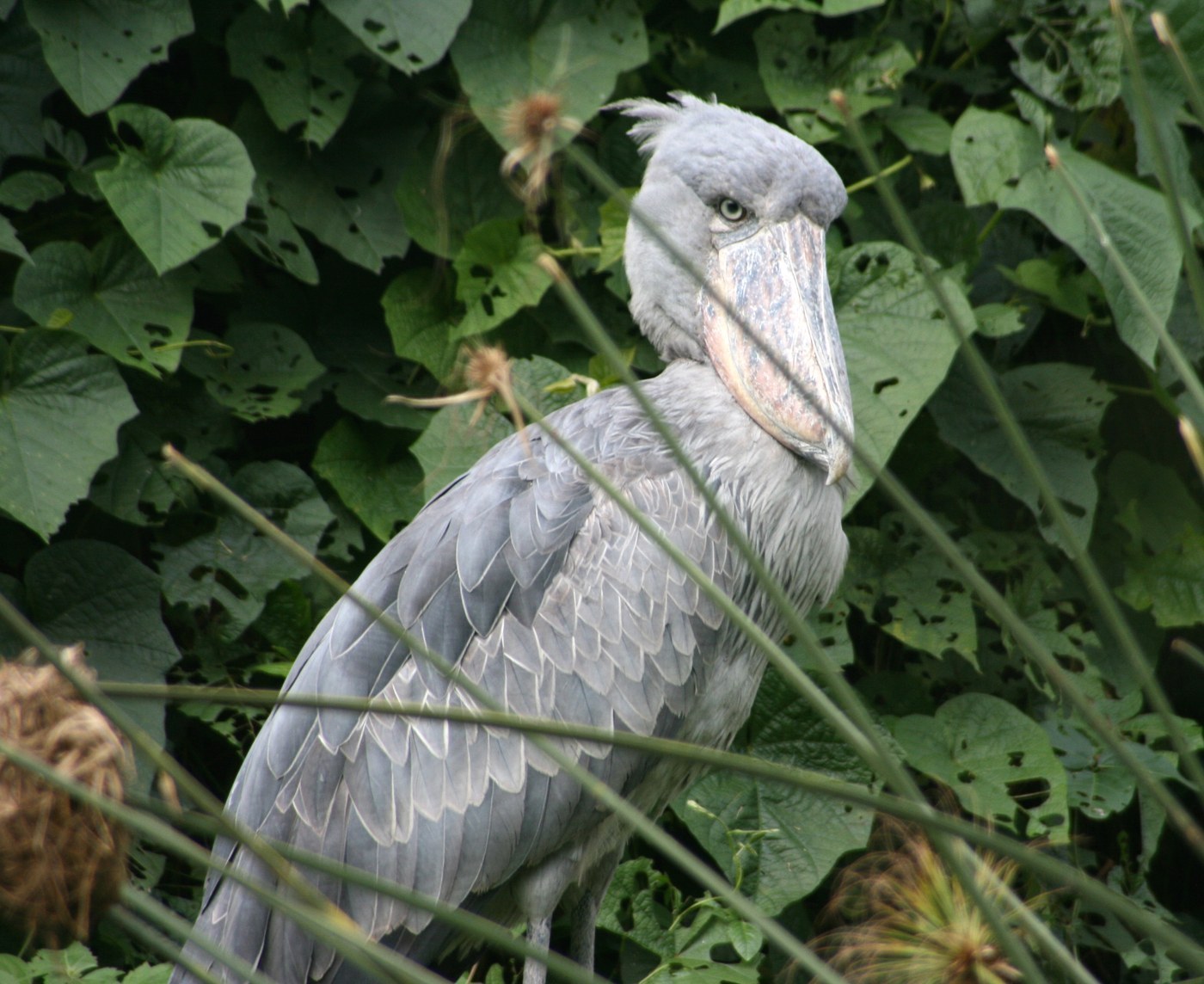 Shoebill