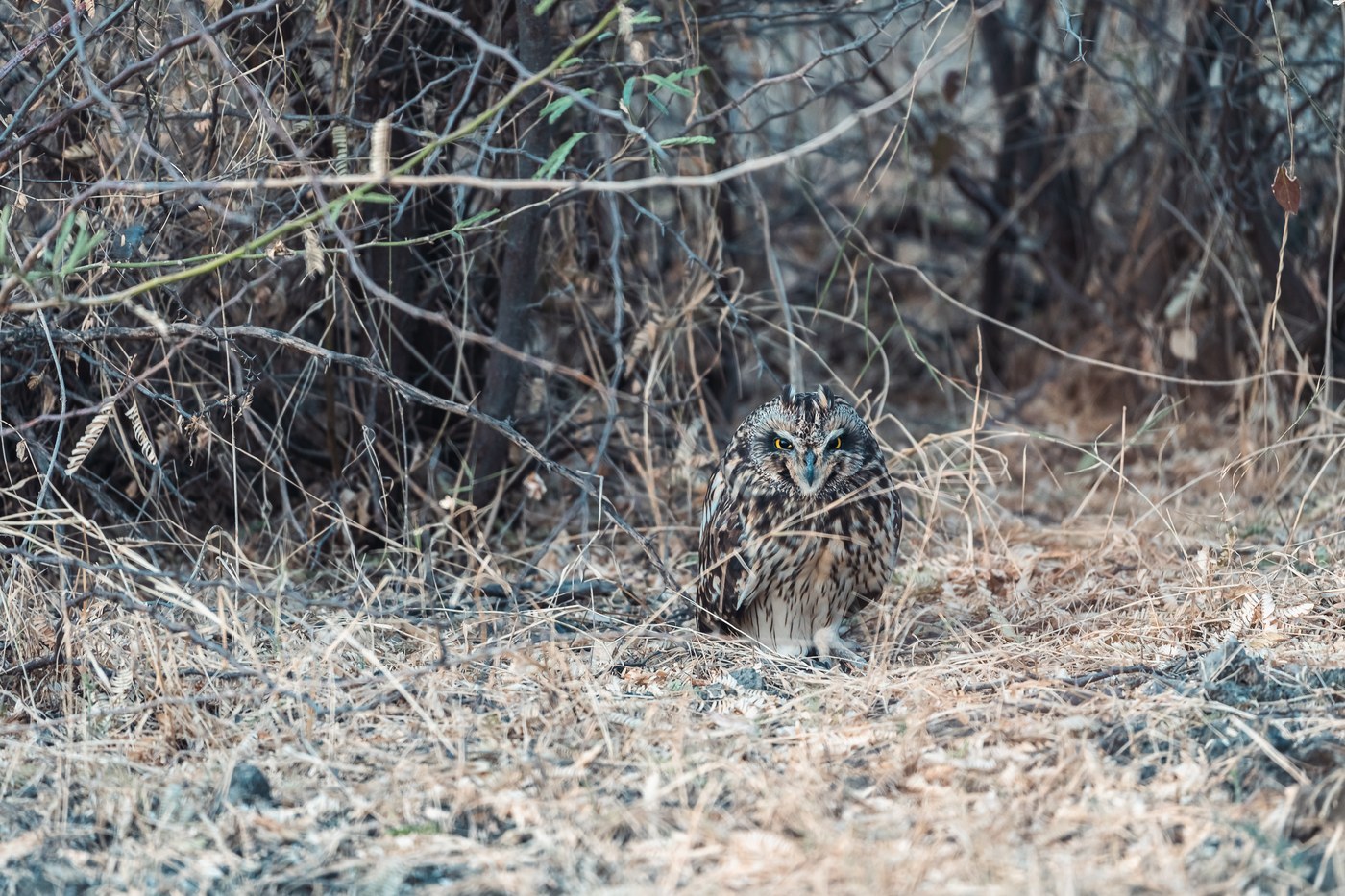 Marsh Owl