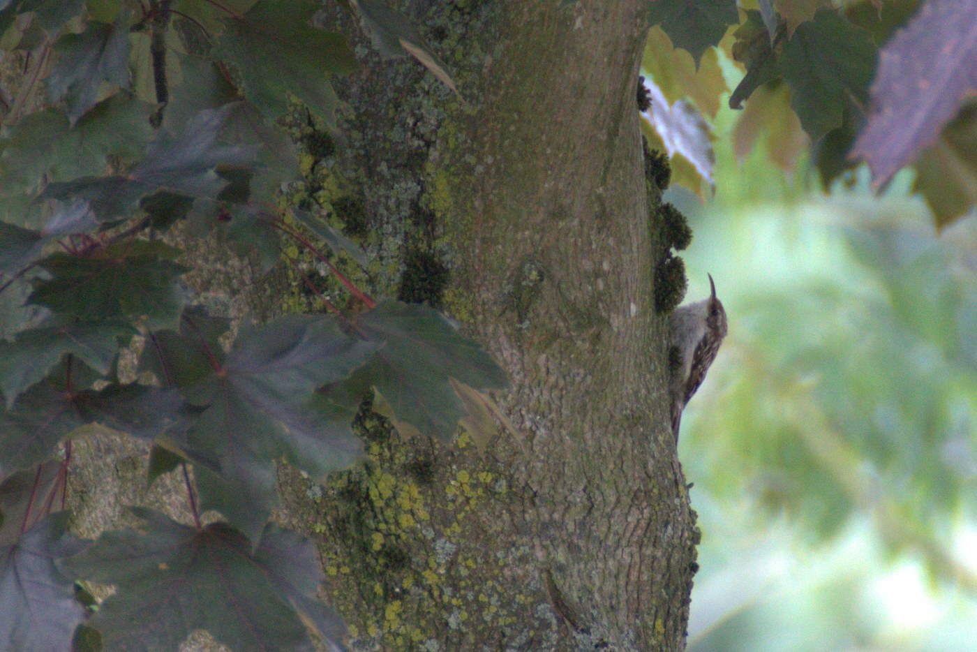 Short-toed Treecreeper