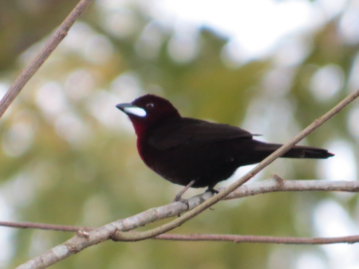 Silver-beaked Tanager
