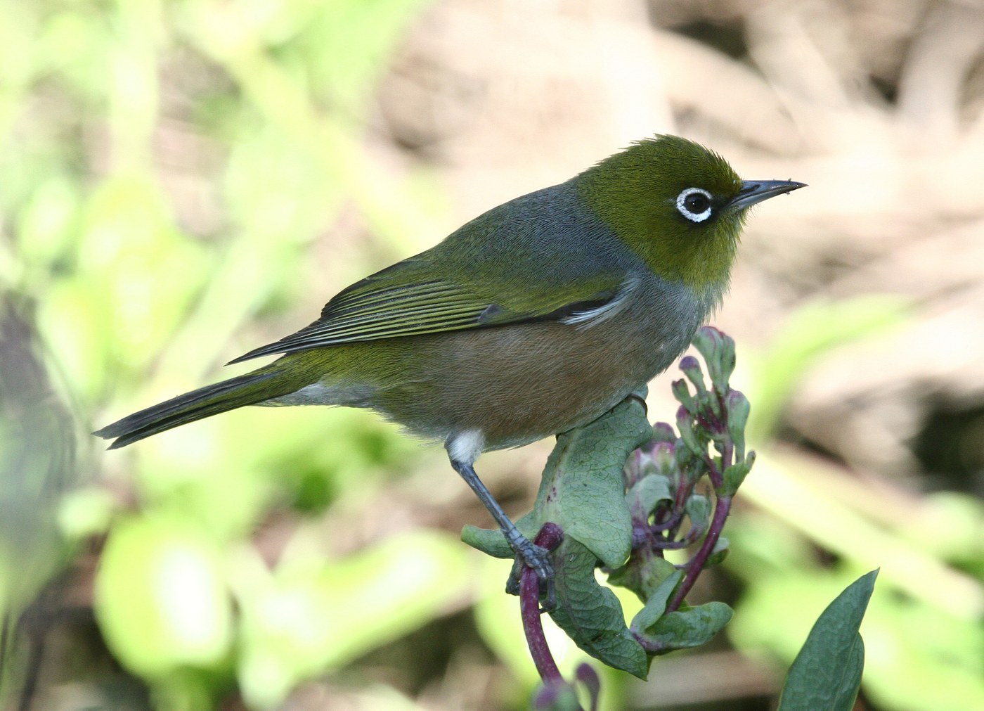 Silvereye