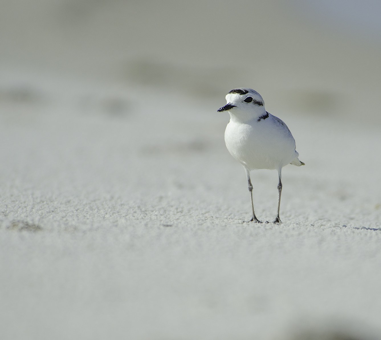 Snowy Plover