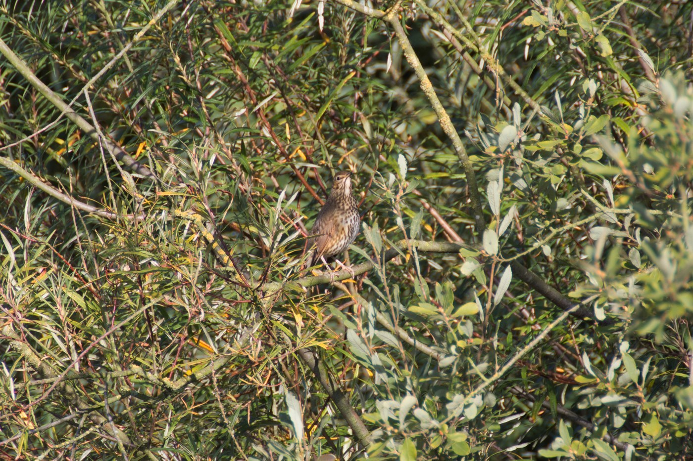 Song Thrush