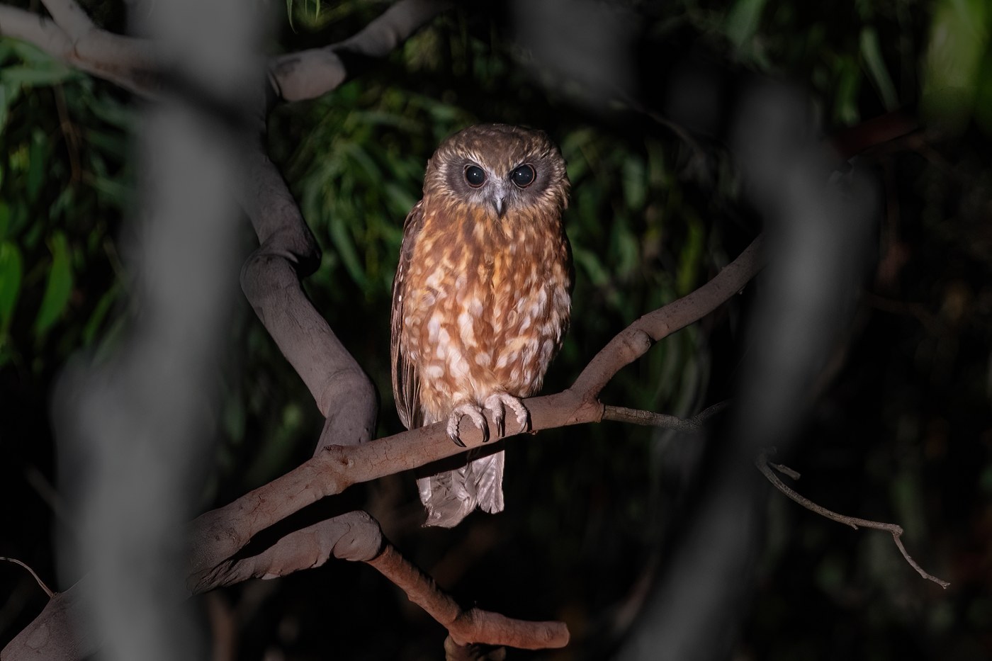Southern Boobook