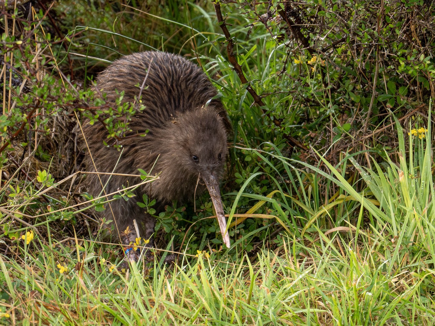 Southern Brown Kiwi