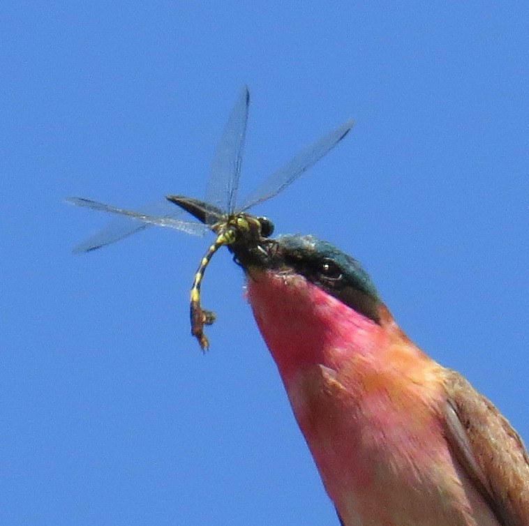Southern Carmine Bee-eater