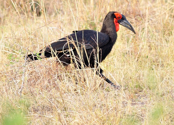 Southern Ground Hornbill