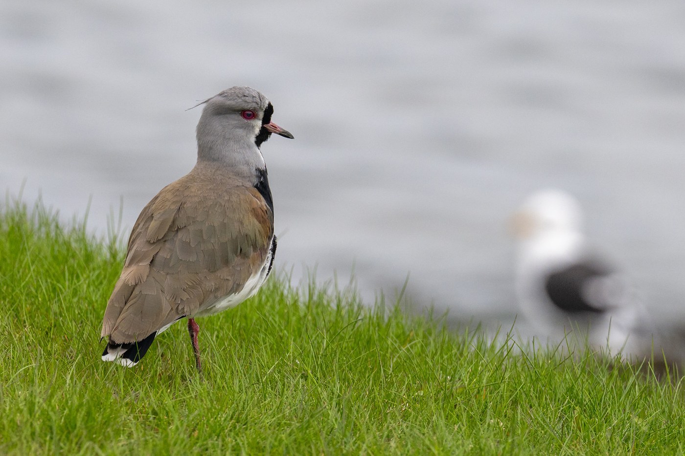 Southern Lapwing