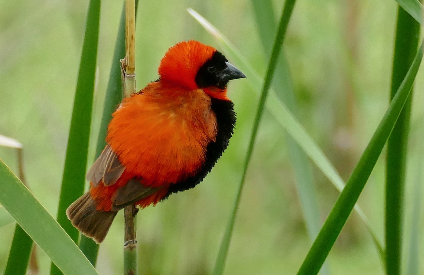 Southern Red Bishop