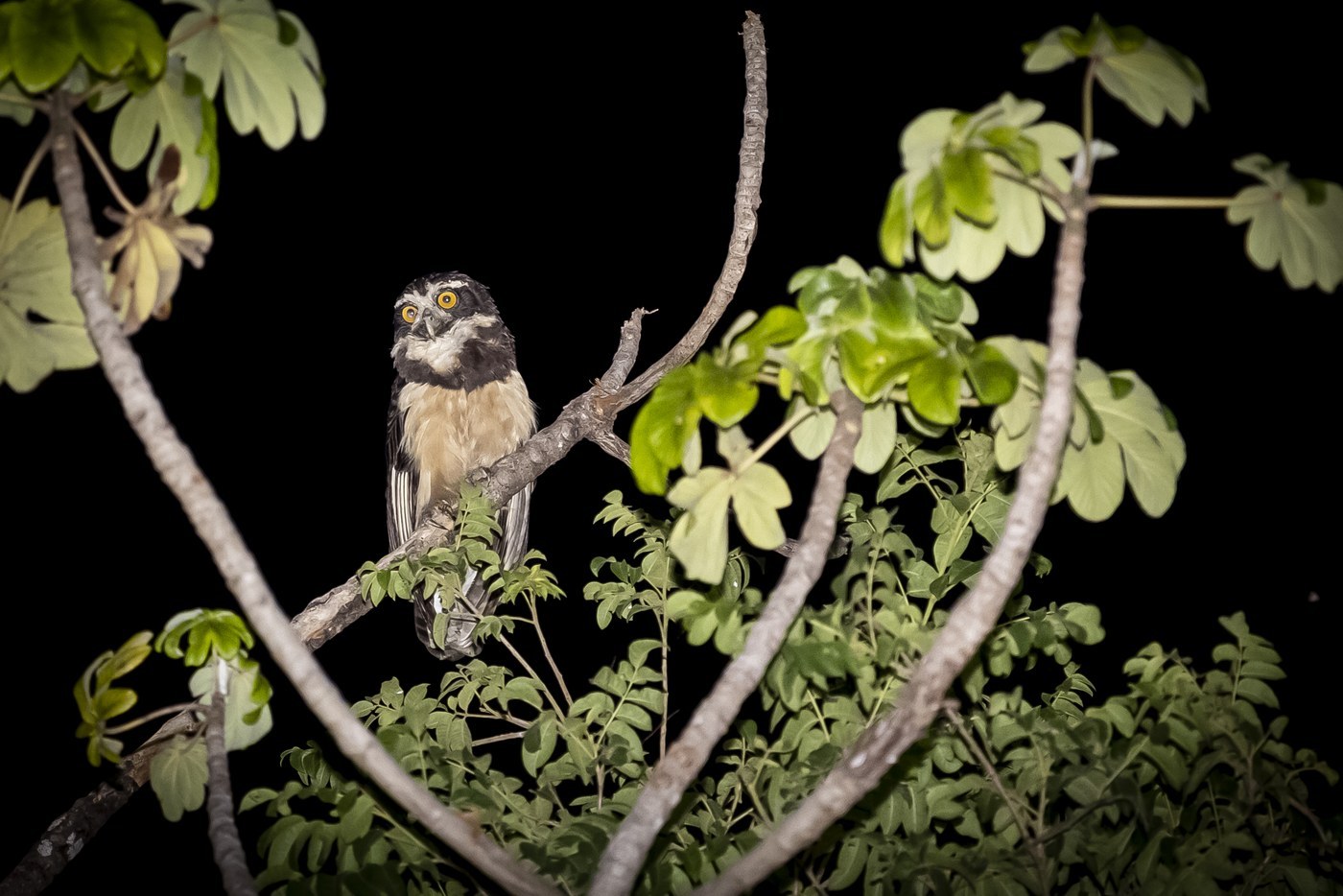 Spectacled Owl