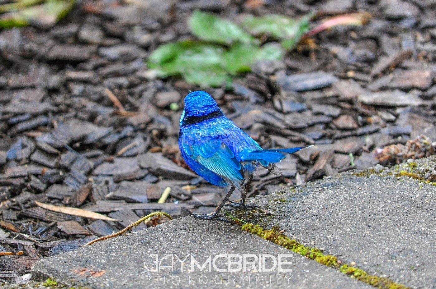 Splendid Fairywren