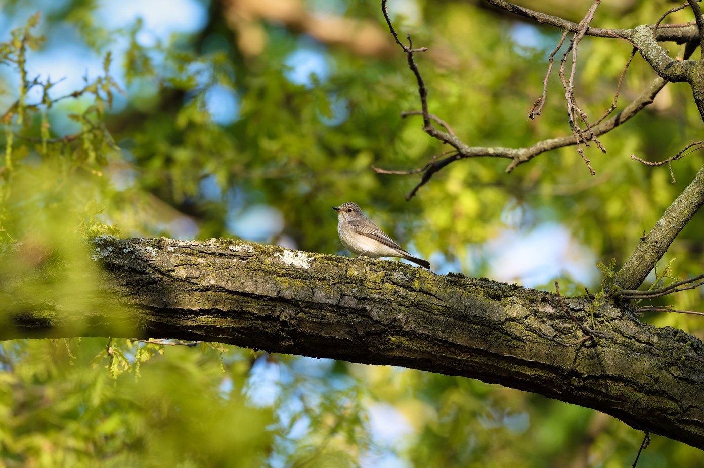 Spotted Flycatcher