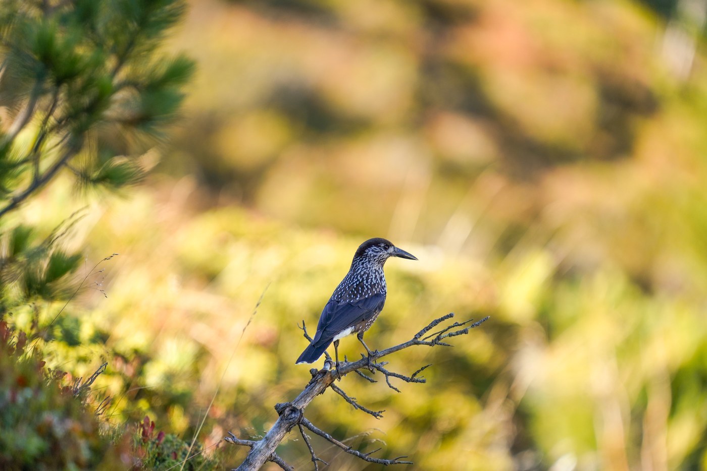 Spotted Nutcracker