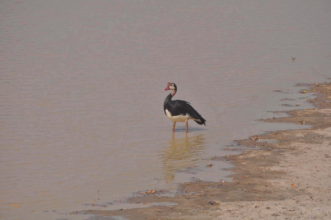Spur-winged Goose