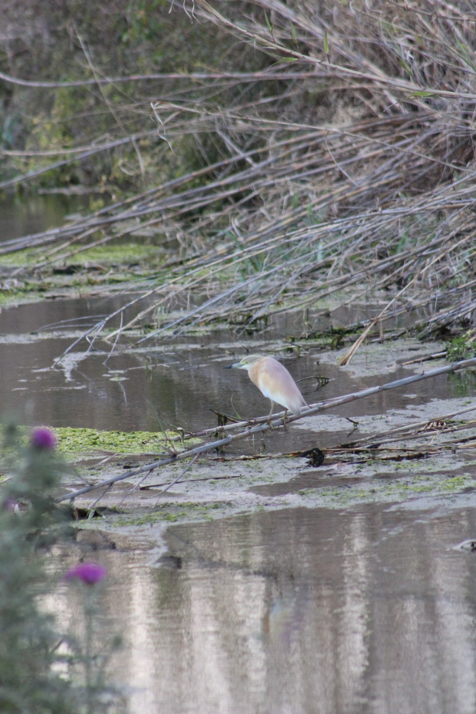 Squacco Heron