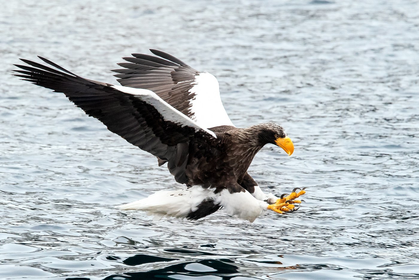 Steller's Sea Eagle