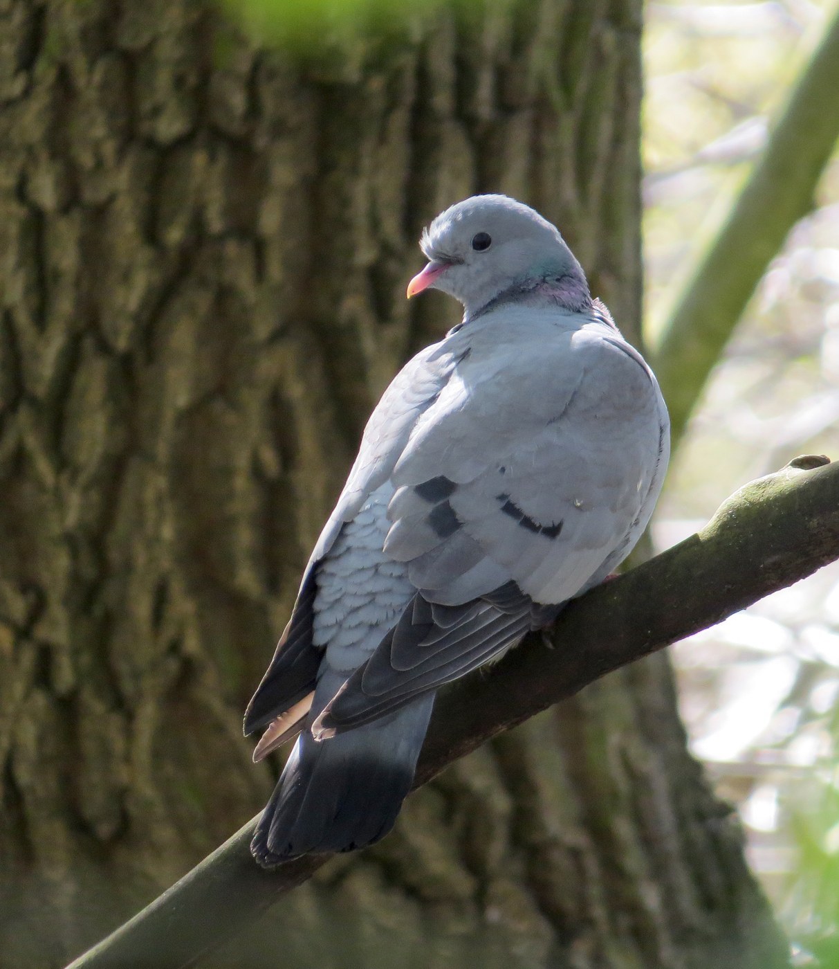 Stock Dove