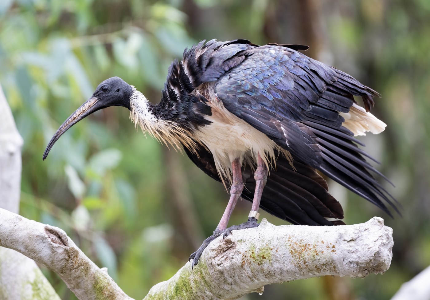 Straw-necked Ibis