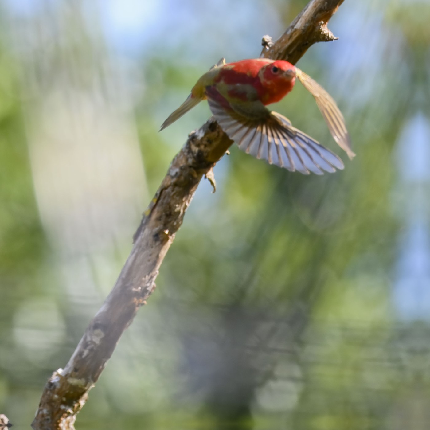 Summer Tanager