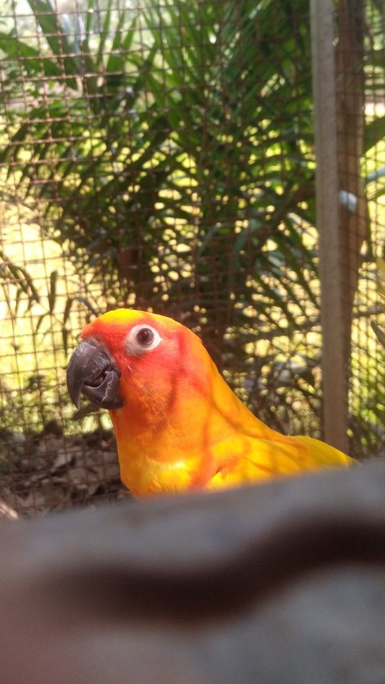 Sun Parakeet