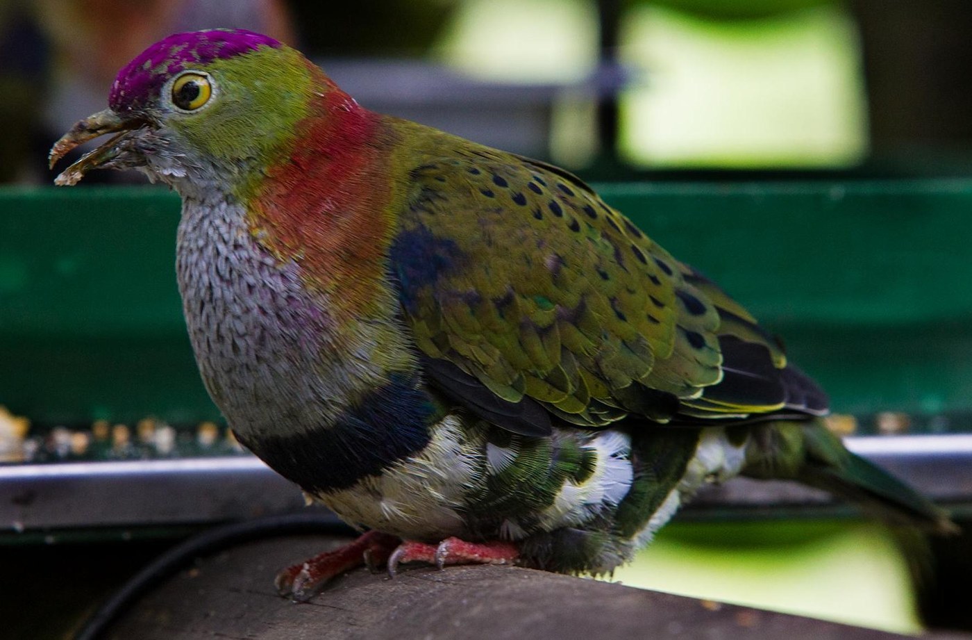 Superb Fruit Dove