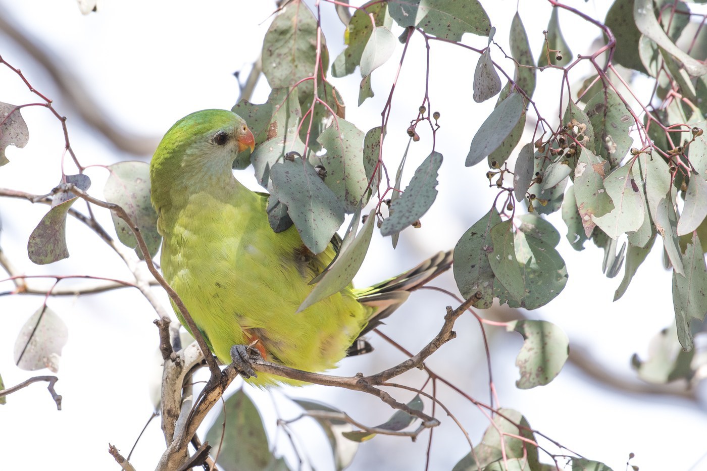 Superb Parrot