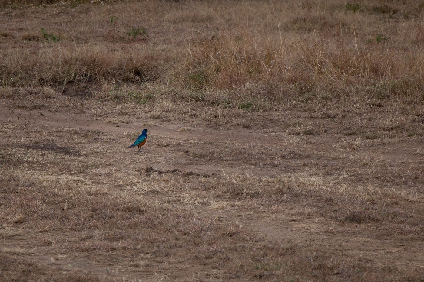 Superb Starling