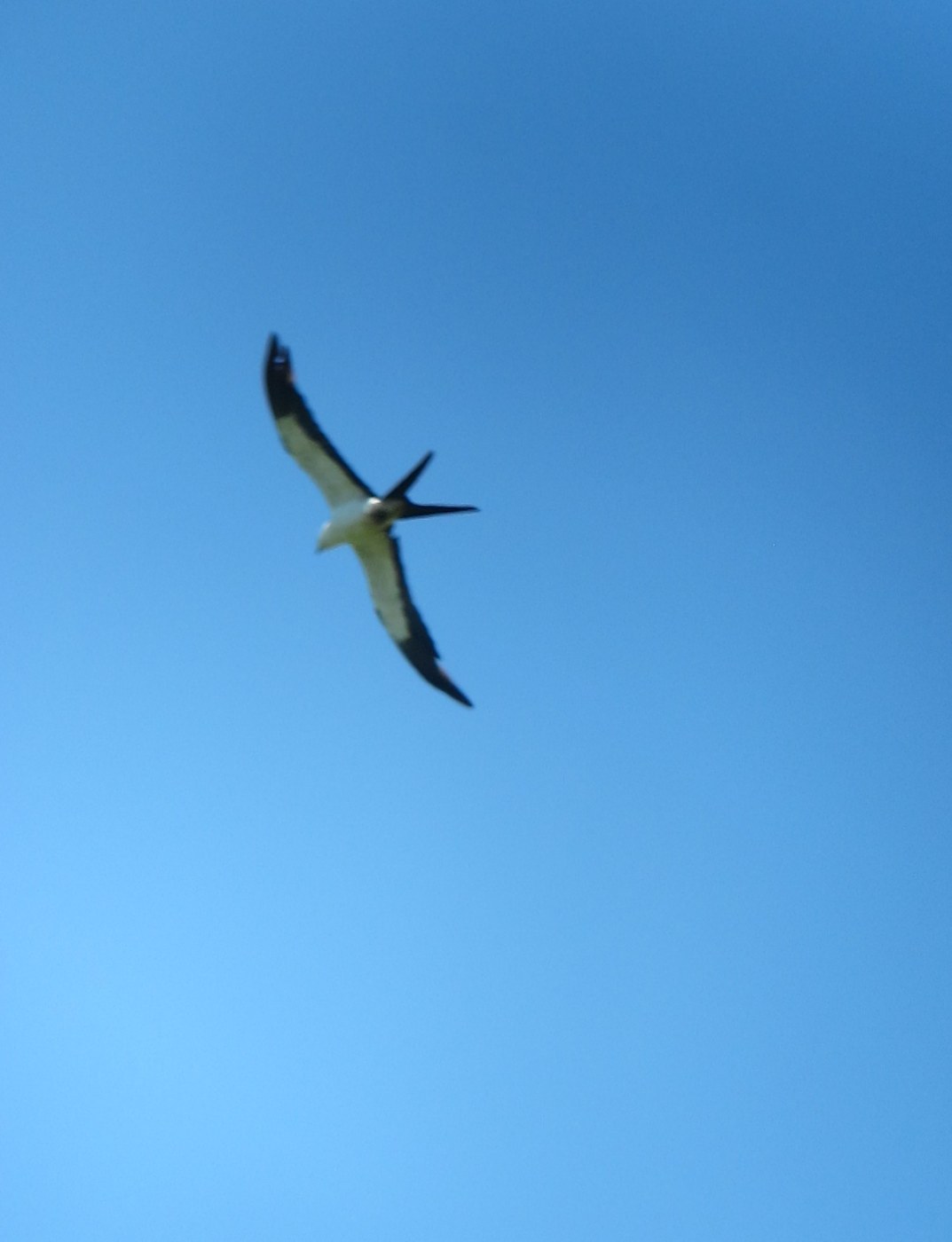 Swallow-tailed Kite